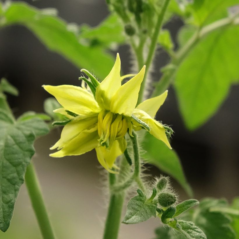 Tomate Noire de Crimée F1 (Veredelte Tomate) (Blüte)