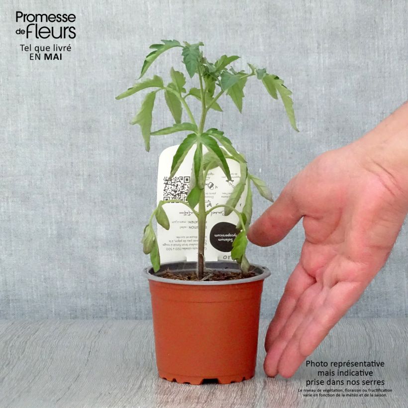 Exemplar von Tomate Noire de Crimée Bio Topf 10 cm/11cm wie im Frühjahr geliefert