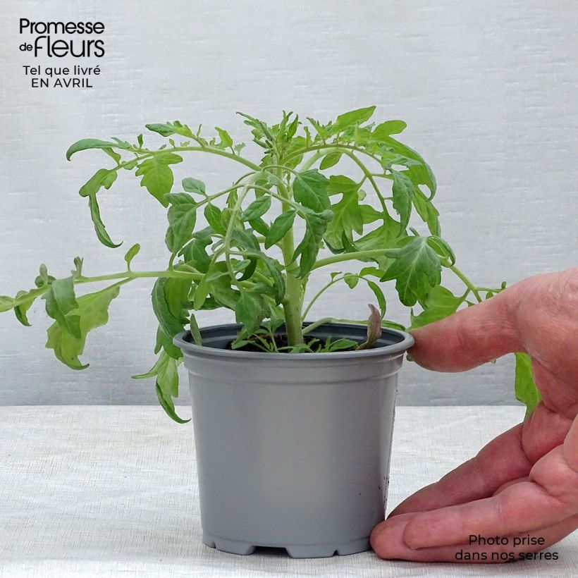 Exemplar von Tomate Pendulina Red Kleine Töpfe von 8/9 cm wie im Frühjahr geliefert