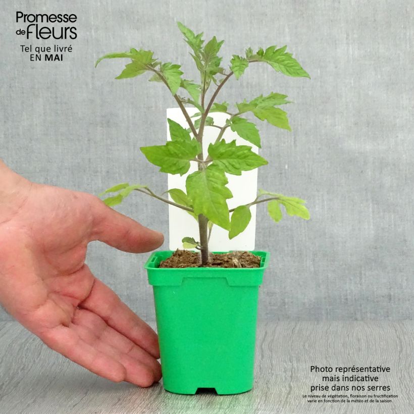 Exemplar von Tomate Roma Topf 10 cm/11cm wie im Frühjahr geliefert