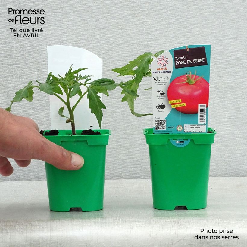 Exemplar von Tomate Rose de Berne (Pflanzen) Topf 10 cm/11cm wie im Frühjahr geliefert