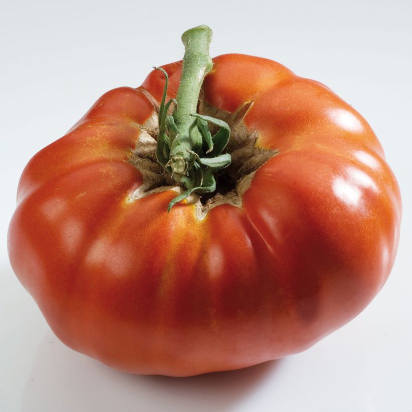 Tomate Russe rouge (Pflanzen) (Ernte)