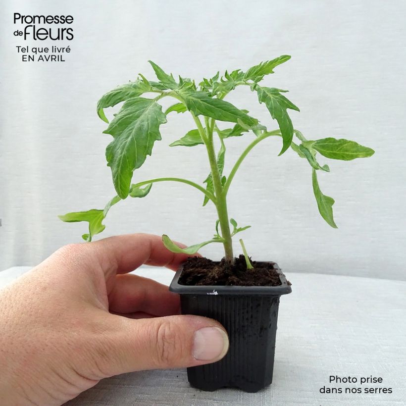 Exemplar von Tomate Saint-Pierre (Pflanzen) Kleine Töpfe von 7/8 cm wie im Frühjahr geliefert