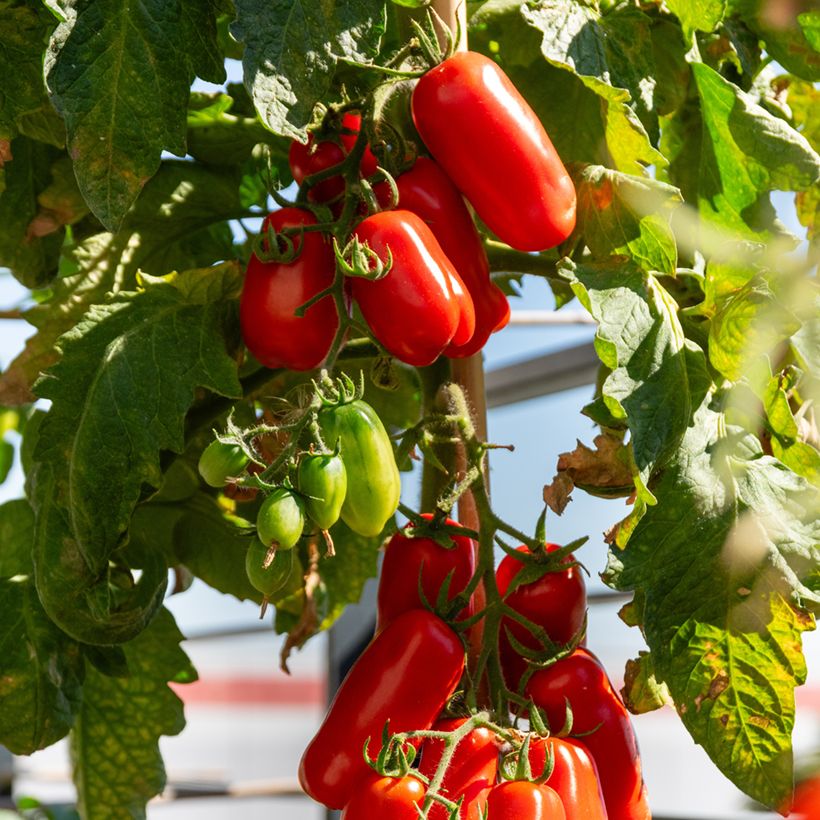 Tomate San Marzano 2 BIO (Samen) (Ernte)