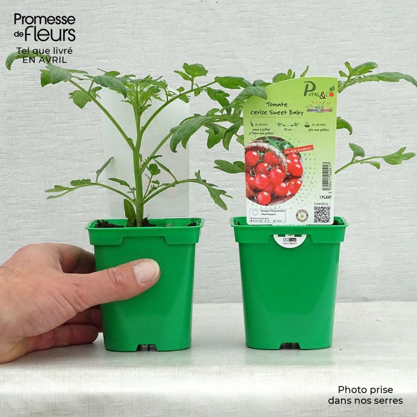 Exemplar von Kirschtomate Sweetbaby F1 Topf 10 cm/11cm wie im Frühjahr geliefert