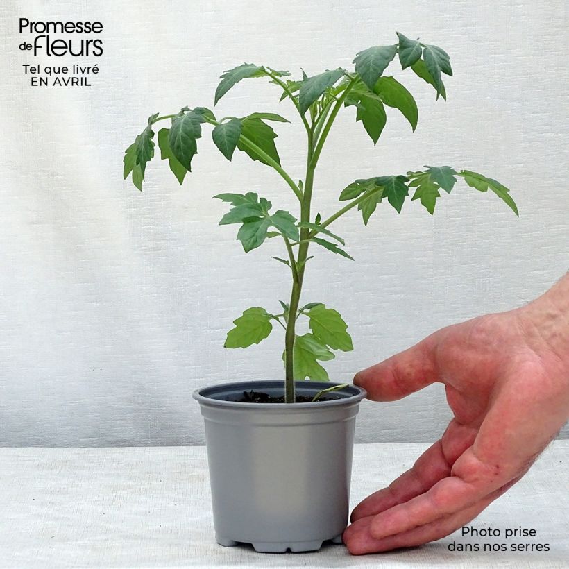 Exemplar von Kirschtomate Tutti Frutti Kleine Töpfe von 8/9 cm wie im Frühjahr geliefert