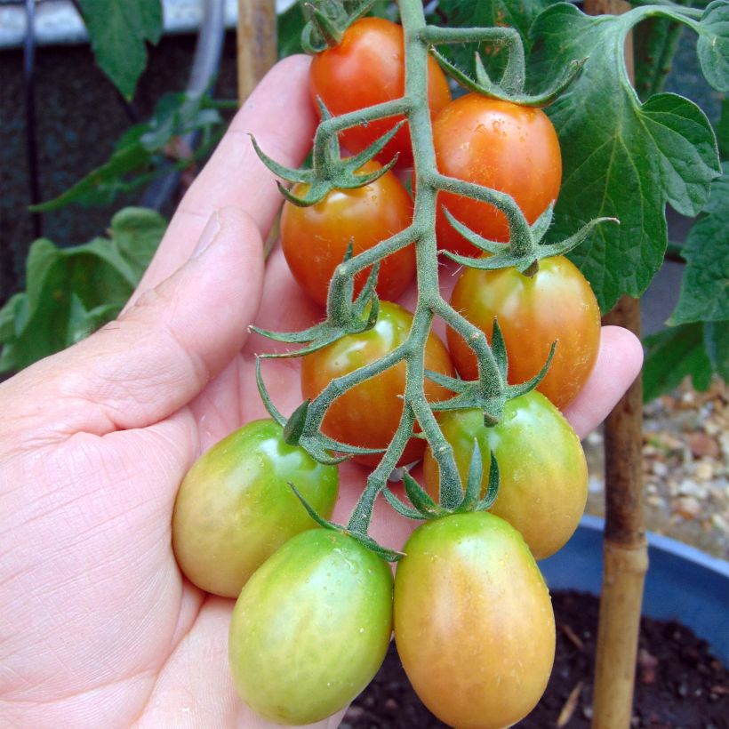 Kirschtomate Tutti Frutti (Ernte)
