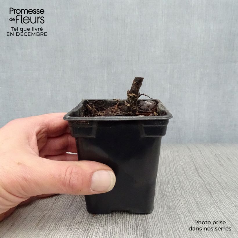 Exemplar von Topinambur Nain - Hélianthus tuberosus Kleine Töpfe von 7/8 cm wie im Winter geliefert