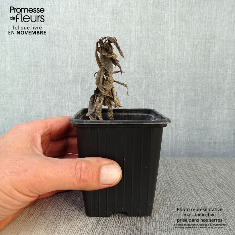 Exemplar von Topinambur Nain - Hélianthus tuberosus Kleine Töpfe von 7/8 cm wie im Herbst geliefert