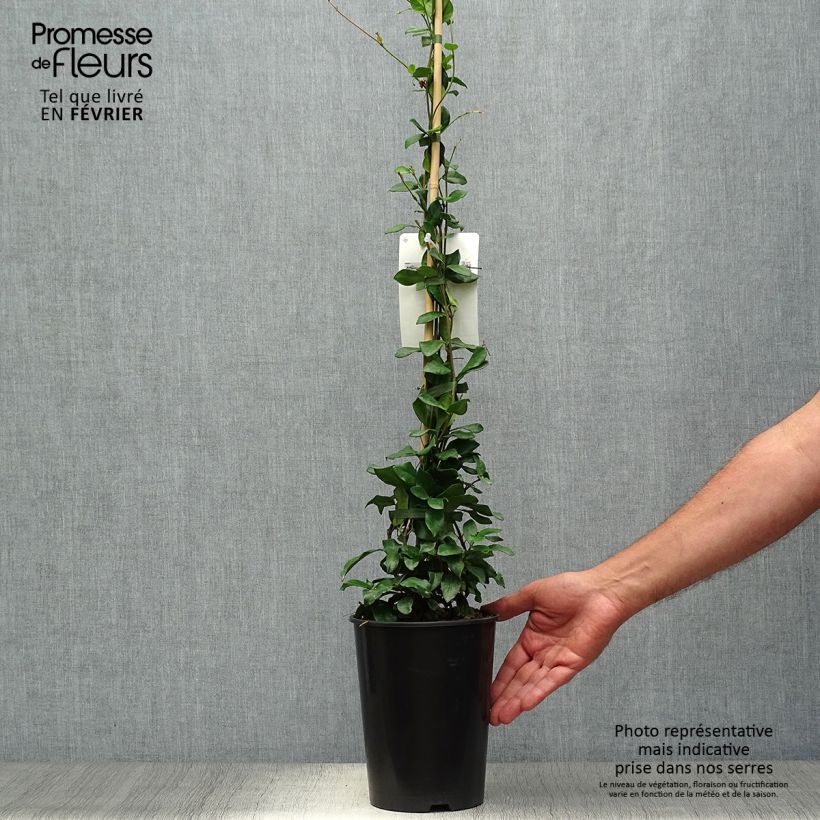 Exemplar von Sternjasmin Star of Toscane - Trachelospermum Topf mit 2L/3L wie im Herbst geliefert