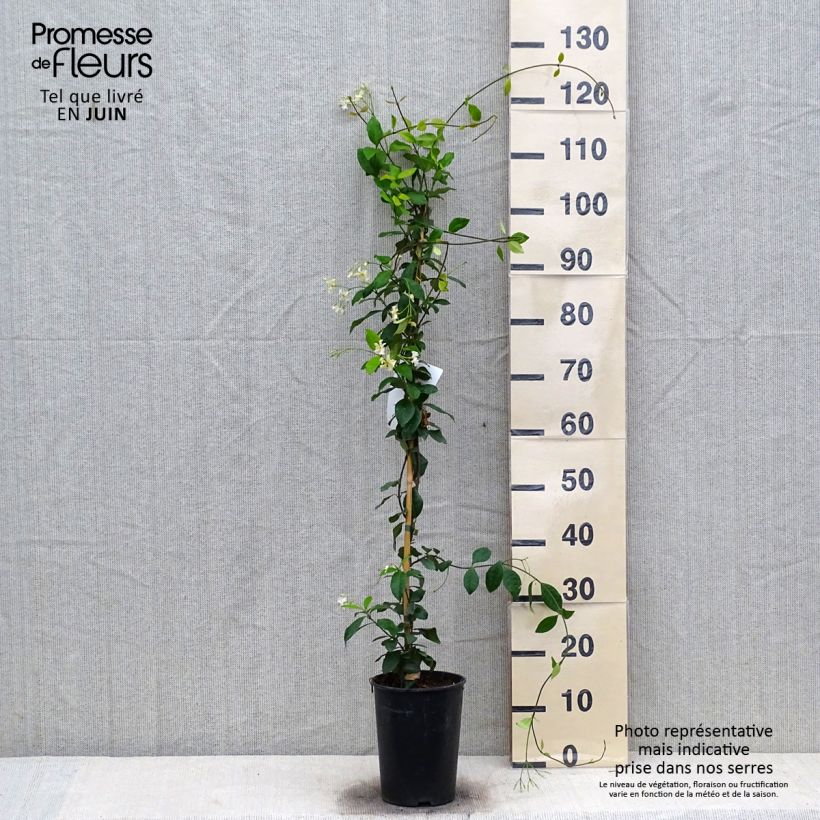 Exemplar von Sternjasmin Star of Toscane - Trachelospermum Topf mit 2L/3L wie im Sommer geliefert