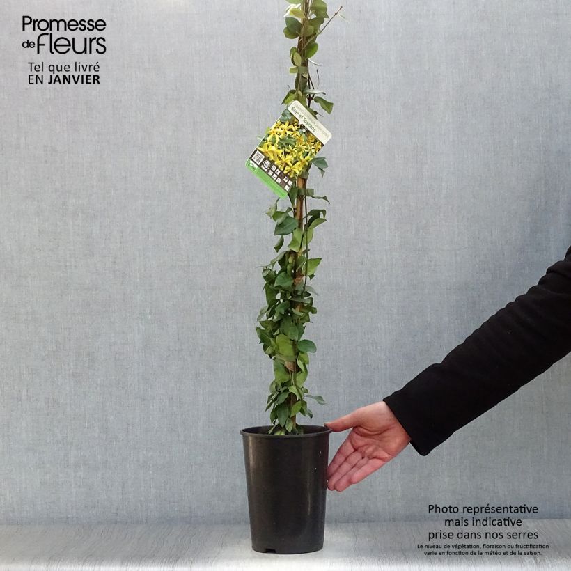 Exemplar von Sternjasmin Star of Toscane - Trachelospermum Topf mit 2L/3L wie im Winter geliefert