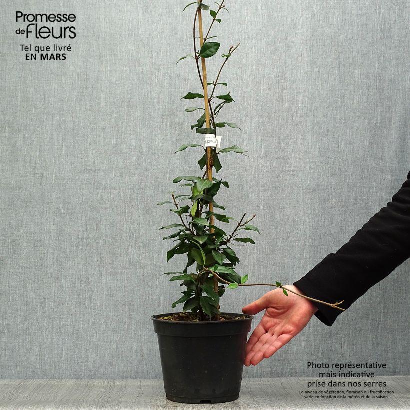 Exemplar von Gelber Sternjasmin Chili & Vanilla Livano - Trachelospermum Topf mit 3L/4L wie im Frühjahr geliefert