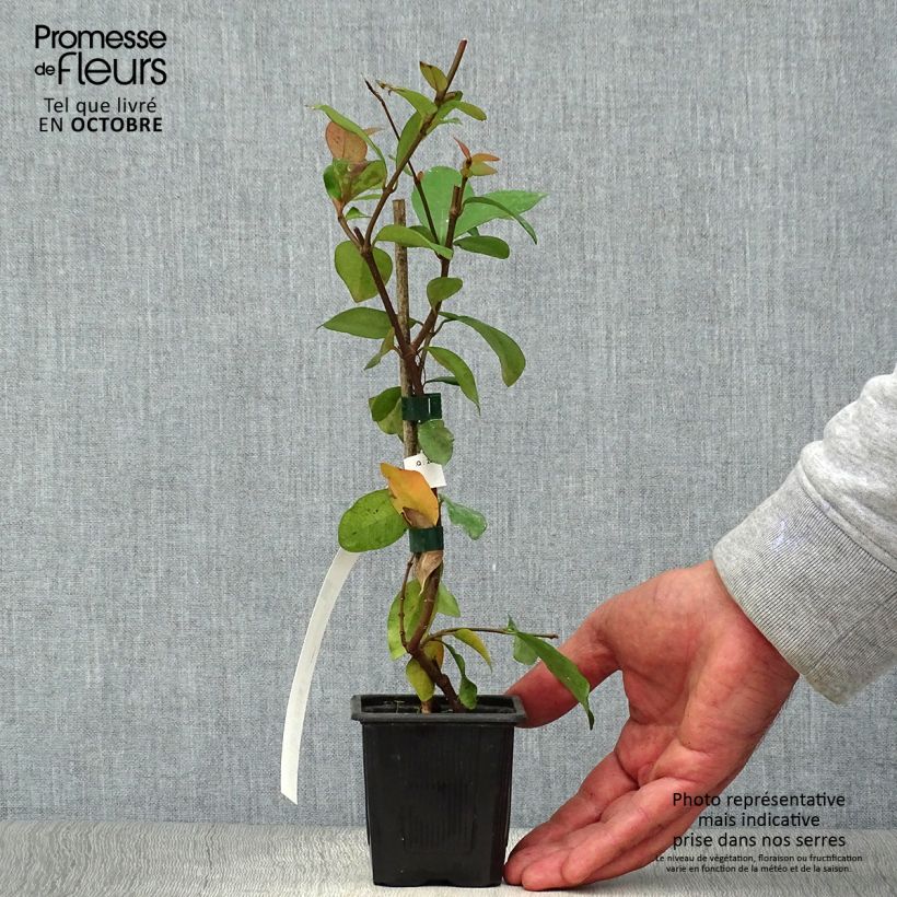Exemplar von Gelber Sternjasmin - Trachelospermum asiaticum Kleine Töpfe von 8/9 cm wie im Herbst geliefert