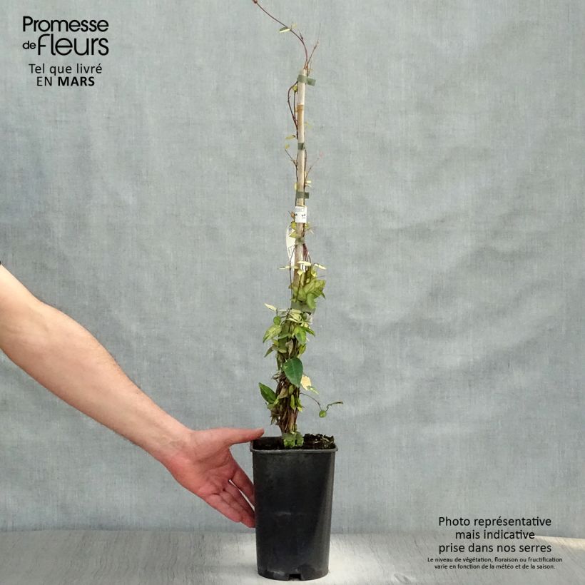 Exemplar von Gelber Sternjasmin Ogon-Nishiki - Trachelospermum Topf mit 2L/3L wie im Frühjahr geliefert