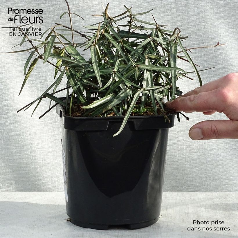 Exemplar von Gelber Sternjasmin Theta - Trachelospermum Topf mit 3L/4L wie im Winter geliefert