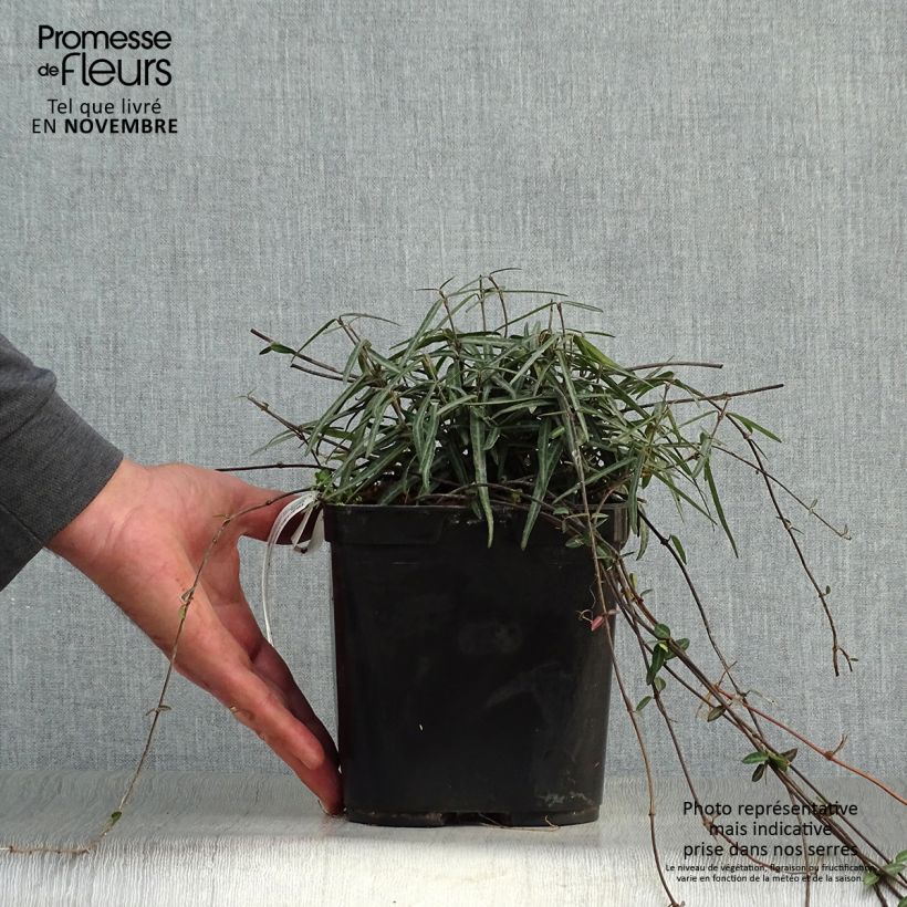 Exemplar von Gelber Sternjasmin Theta - Trachelospermum Topf mit 3L/4L wie im Herbst geliefert
