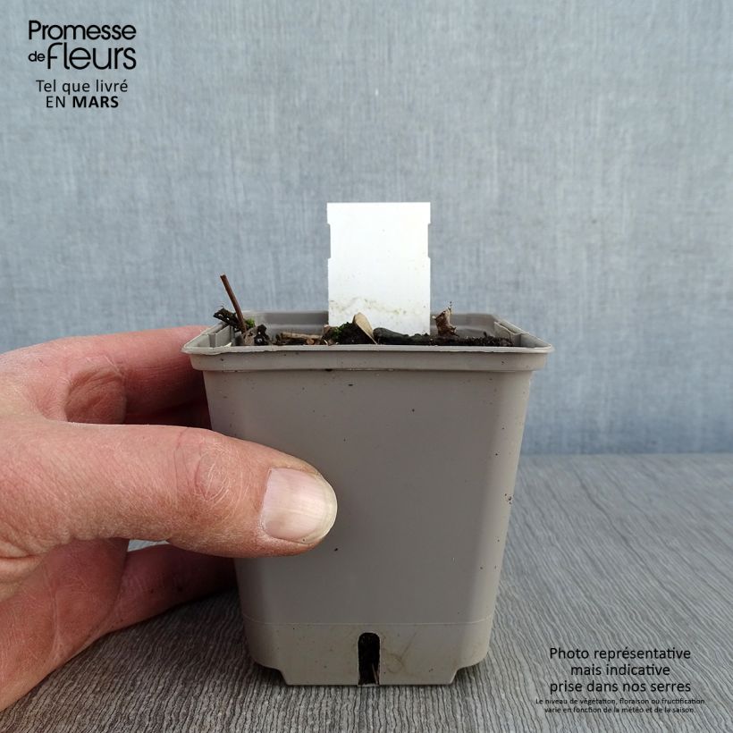 Exemplar von Gelber Sternjasmin Theta - Trachelospermum Kleine Töpfe von 8/9 cm wie im Winter geliefert