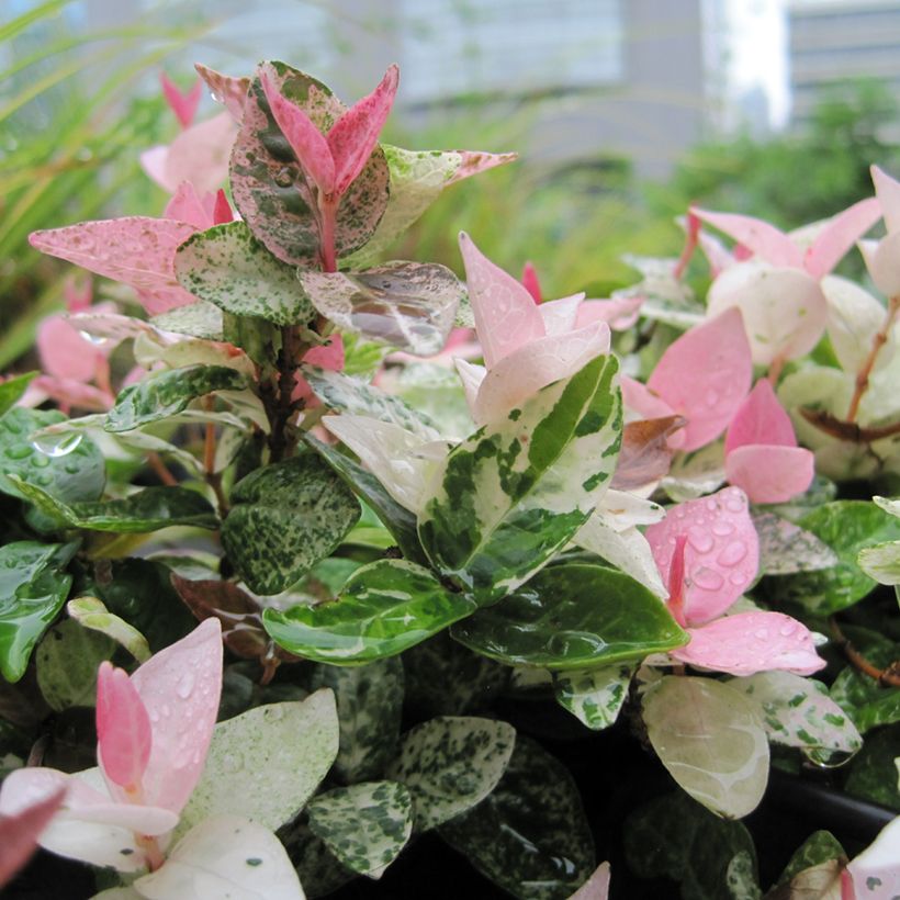 Gelber Sternjasmin Tricolor - Trachelospermum (Laub)