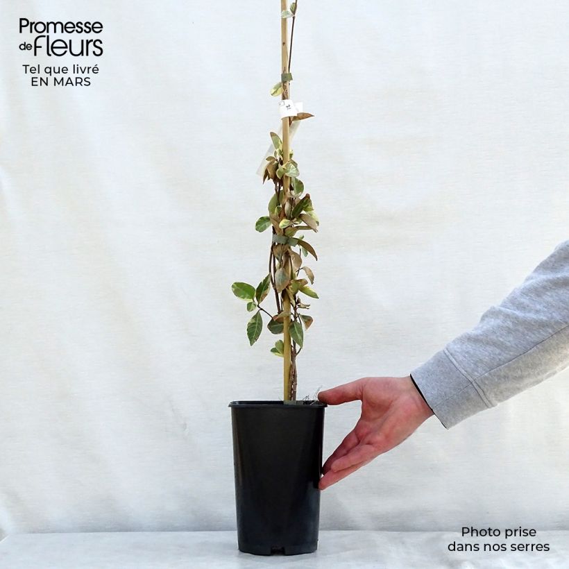 Exemplar von Sternjasmin Variegatum - Trachelospermum Topf mit 2L/3L wie im Frühjahr geliefert