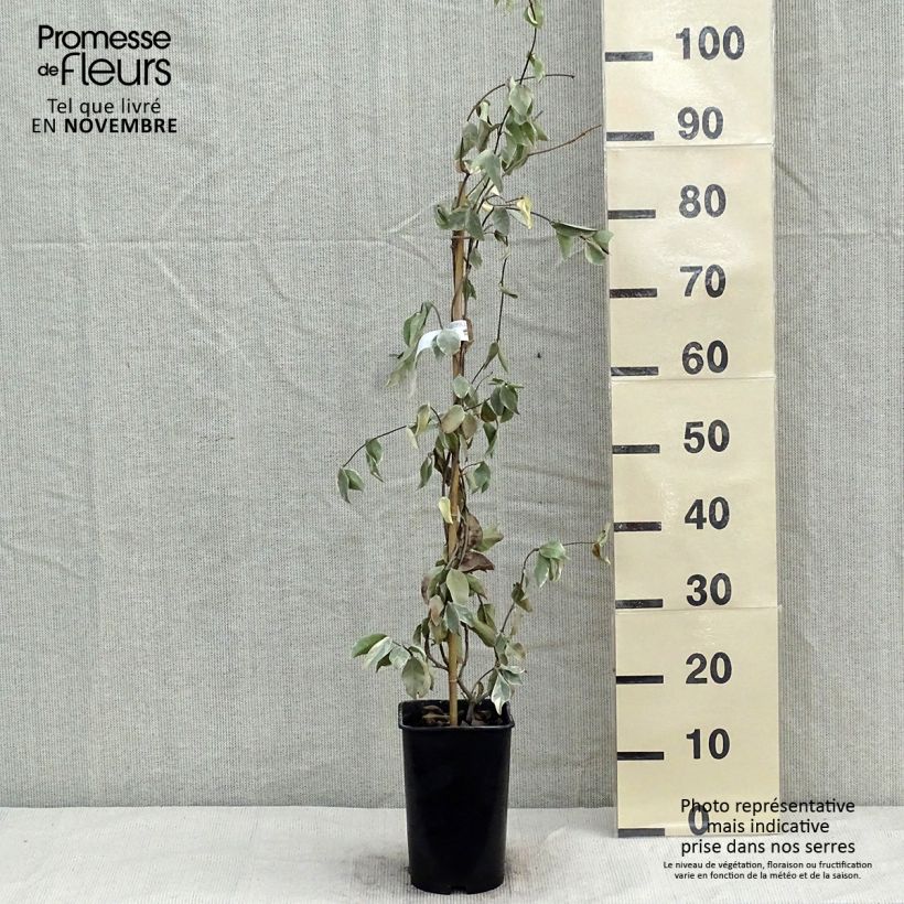 Exemplar von Sternjasmin Variegatum - Trachelospermum Topf mit 2L/3L wie im Herbst geliefert