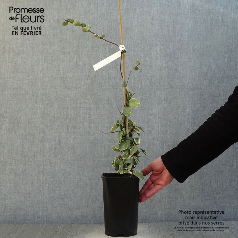 Exemplar von Sternjasmin Variegatum - Trachelospermum Topf mit 2L/3L wie im Winter geliefert