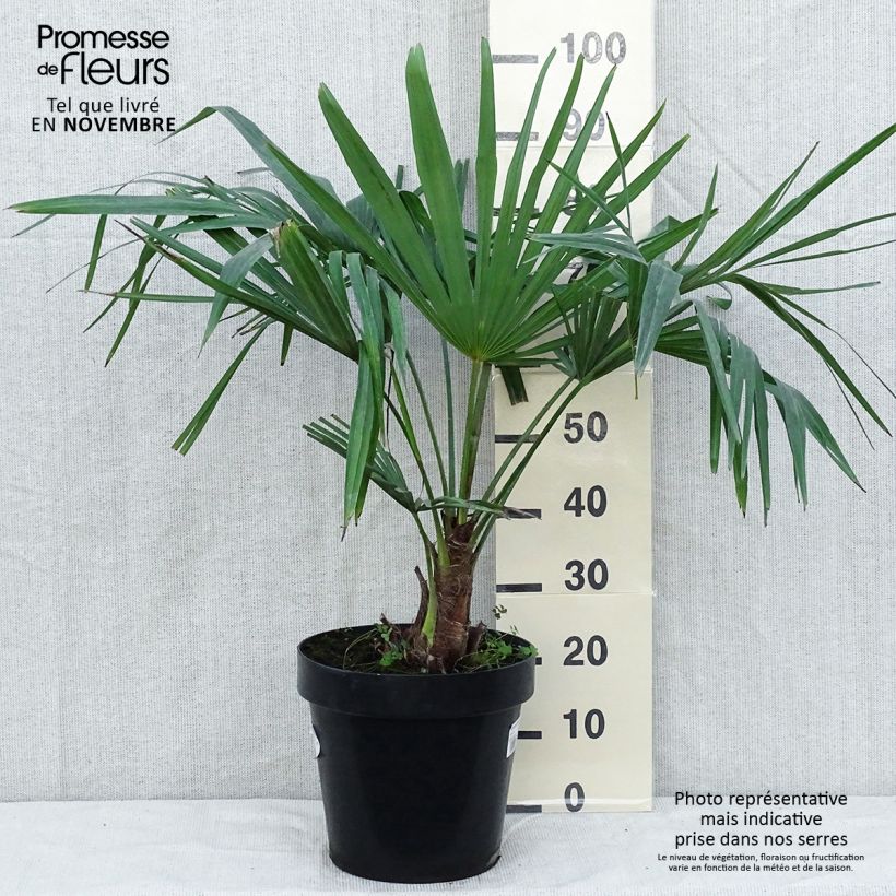 Exemplar von Trachycarpus fortunei - Fächerpalme Topf mit 12L/15L wie im Herbst geliefert
