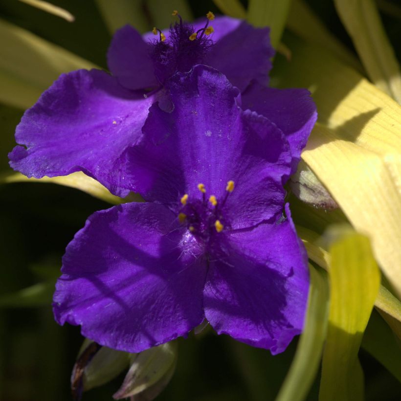 Tradescantia andersoniana Blue and Gold - Dreimasterblume (Blüte)