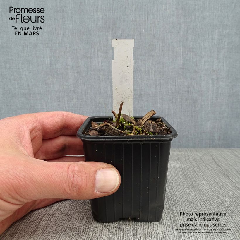 Exemplar von Tradescantia andersoniana Domaine de Courson - Dreimasterblume Kleine Töpfe von 8/9 cm wie im Winter geliefert