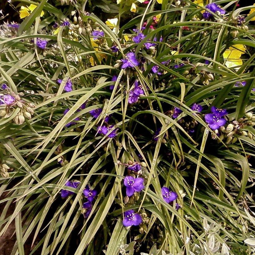 Tradescantia andersoniana Isis - Dreimasterblume (Hafen)