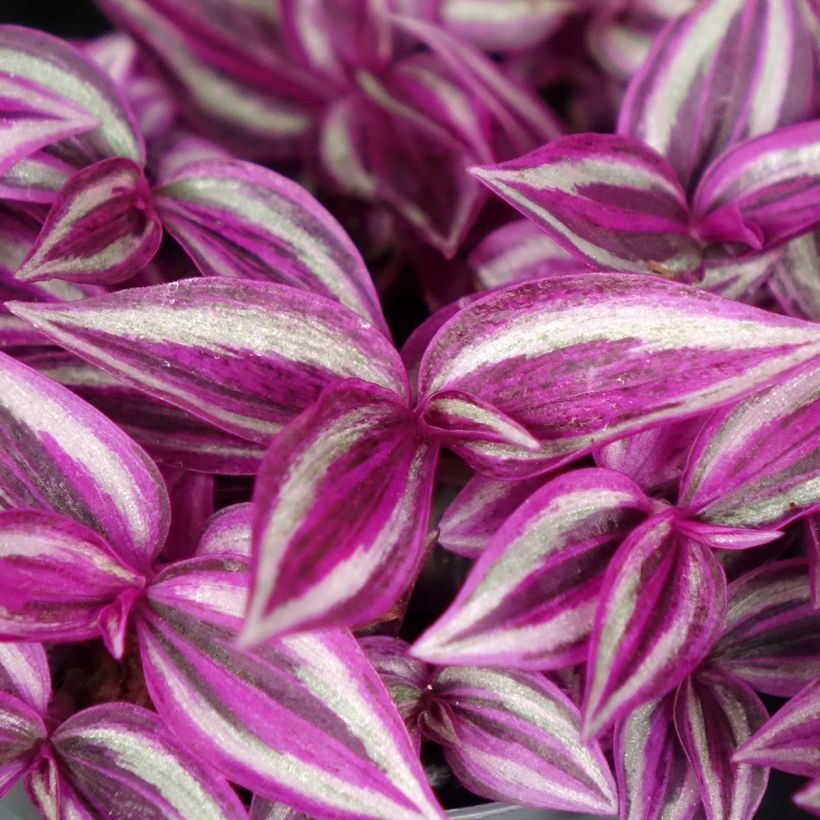 Zebrakraut - Tradescantia zebrina Pink Paradise (Laub)