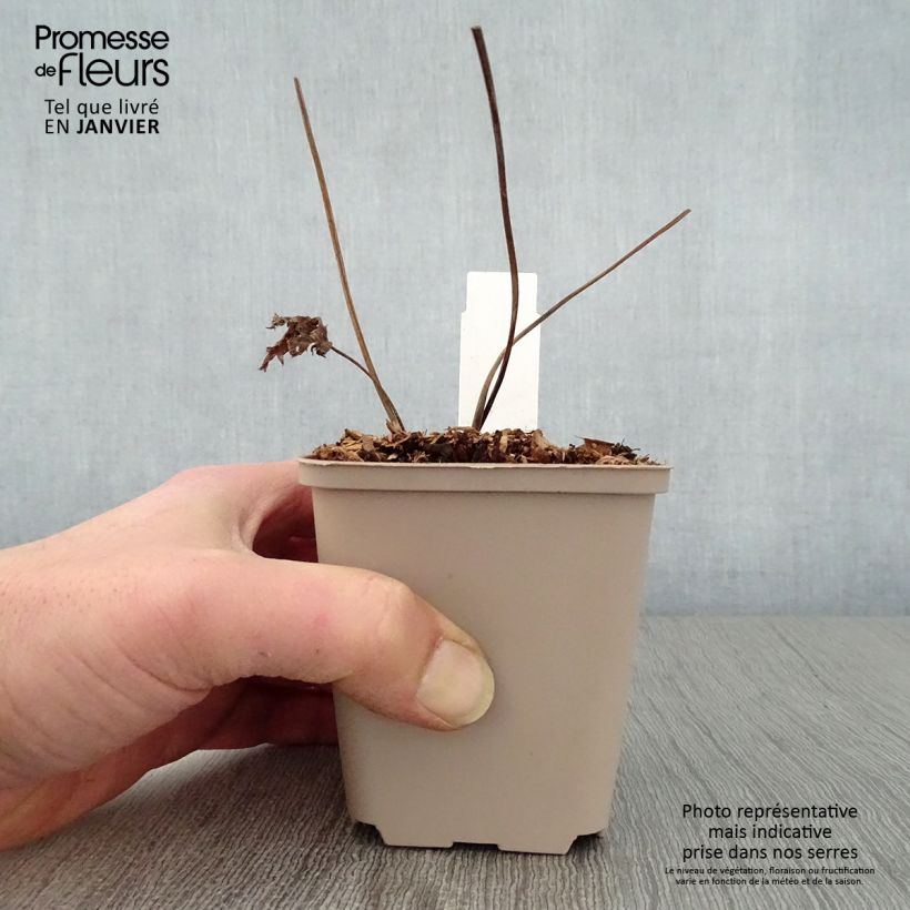 Exemplar von Trautvetteria caroliniensis Kleine Töpfe von 8/9 cm wie im Winter geliefert