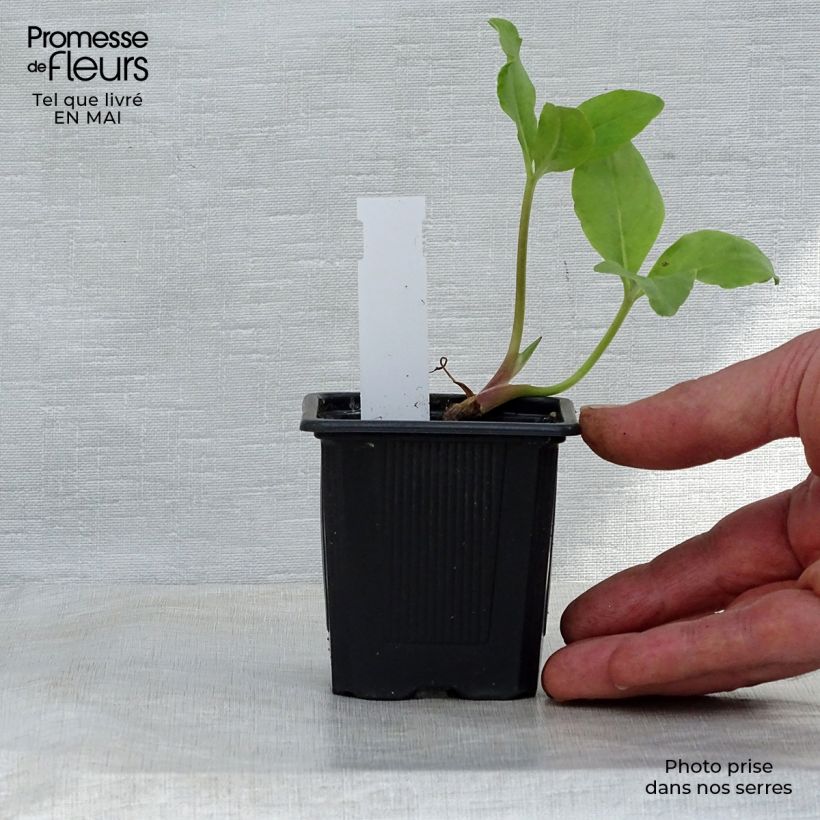 Exemplar von Menyanthes trifoliata - Fieberklee Kleine Töpfe von 8/9 cm wie im Frühjahr geliefert