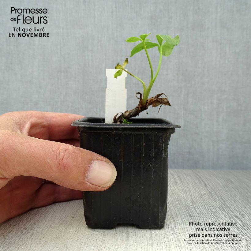 Exemplar von Menyanthes trifoliata - Fieberklee Kleine Töpfe von 8/9 cm wie im Herbst geliefert