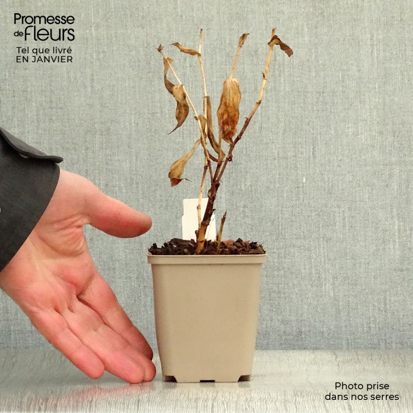 Exemplar von Tricyrtis hirta formosana Sinonome - Krötenlilie Kleine Töpfe von 8/9 cm wie im Winter geliefert