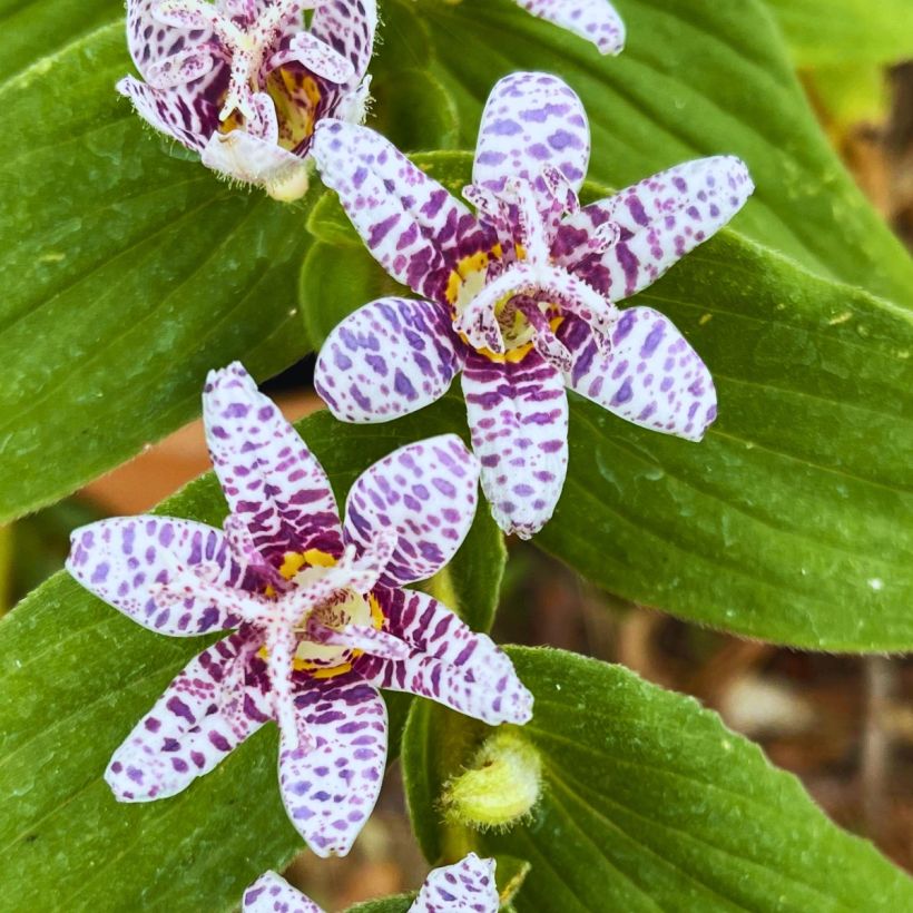 Tricyrtis hirta Miyazaki - Krötenlilie (Blüte)