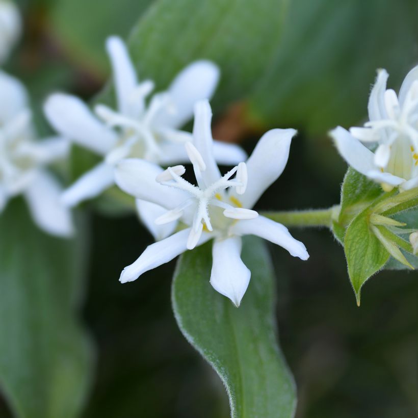 Tricyrtis hirta Alba - Krötenlilie (Blüte)