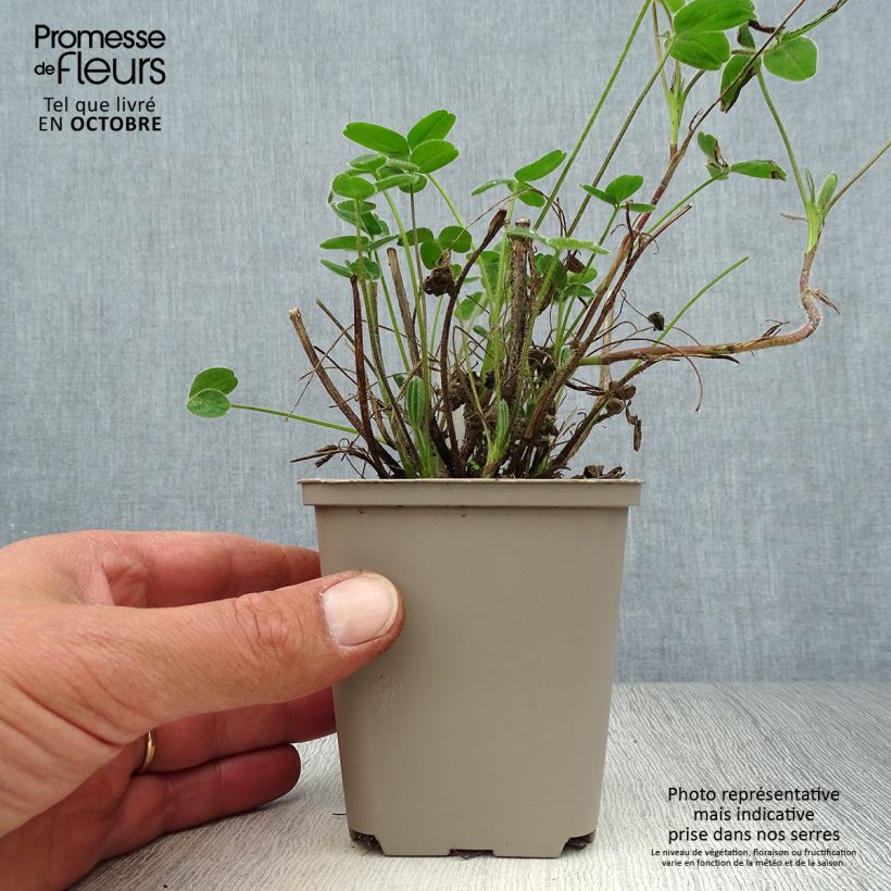 Exemplar von Blassgelber Klee - Trifolium ochroleucon Kleine Töpfe von 8/9 cm wie im Herbst geliefert