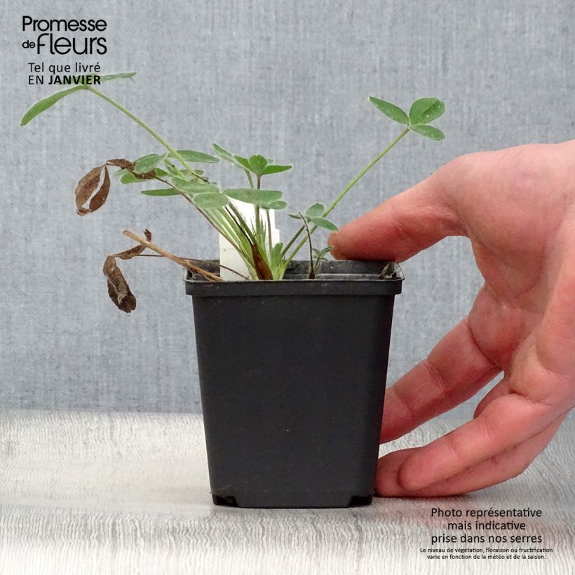 Exemplar von Blassgelber Klee - Trifolium ochroleucon Kleine Töpfe von 8/9 cm wie im Winter geliefert