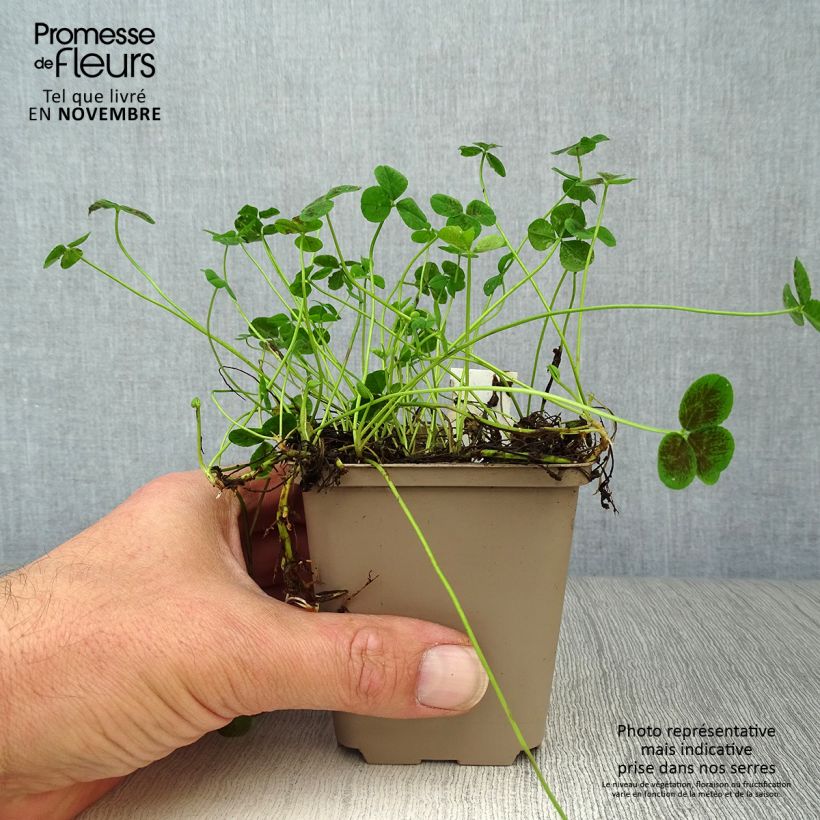 Exemplar von Weiß-Klee Pentaphyllum - Trifolium repens Kleine Töpfe von 8/9 cm wie im Herbst geliefert
