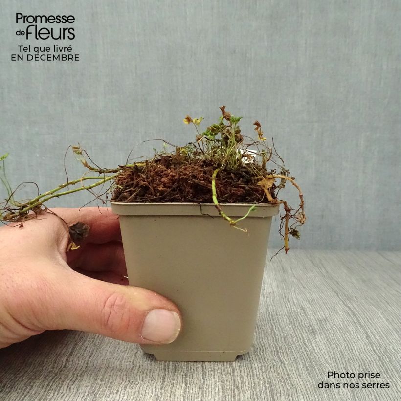 Exemplar von Weiß-Klee Pentaphyllum - Trifolium repens Kleine Töpfe von 8/9 cm wie im Winter geliefert