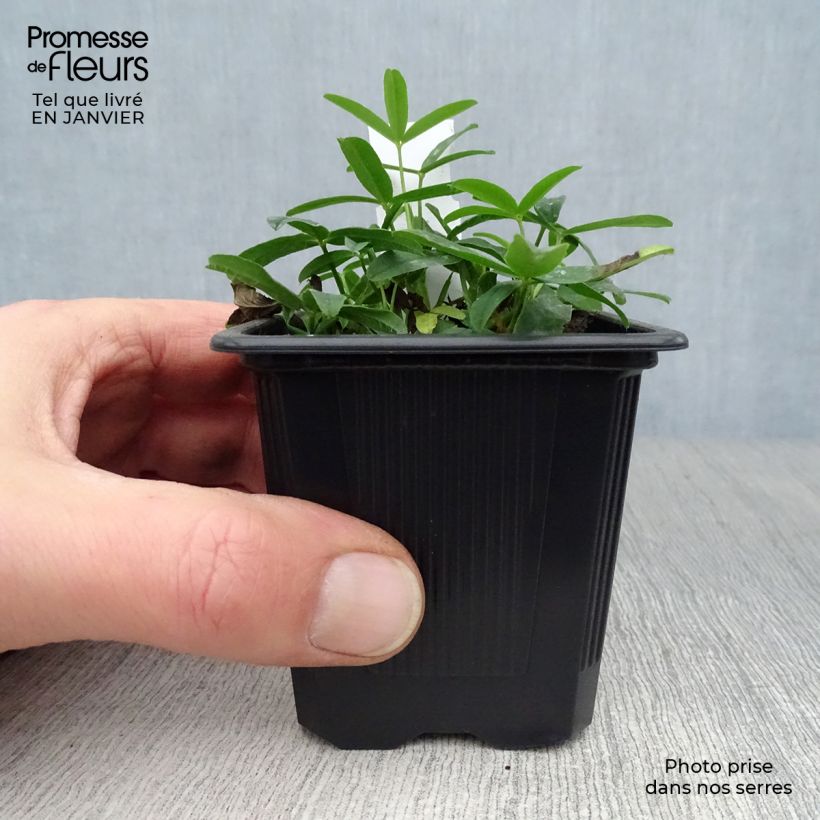 Exemplar von Rotköpfiger Klee - Trifolium rubens Kleine Töpfe von 8/9 cm wie im Winter geliefert