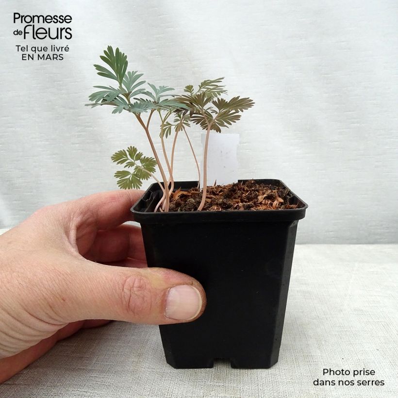 Exemplar von Trillium flexipes - Dreiblatt Kleine Töpfe von 8/9 cm wie im Frühjahr geliefert