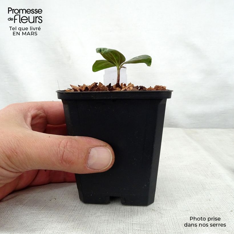 Exemplar von Trillium sessile - Dreiblatt Kleine Töpfe von 8/9 cm wie im Frühjahr geliefert