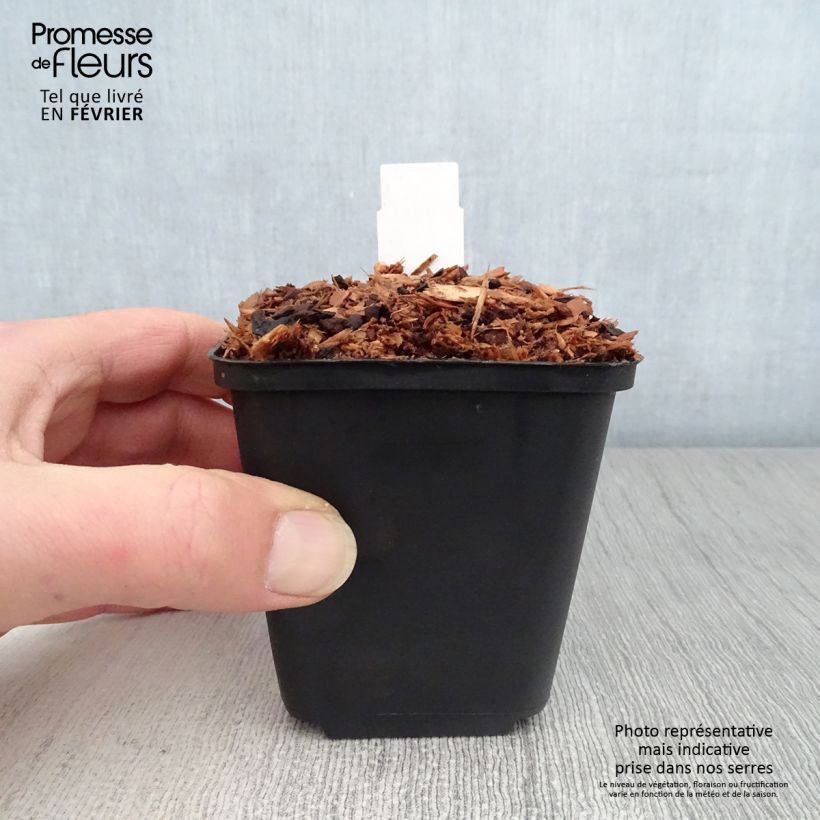 Exemplar von Trillium sessile - Dreiblatt Kleine Töpfe von 8/9 cm wie im Winter geliefert