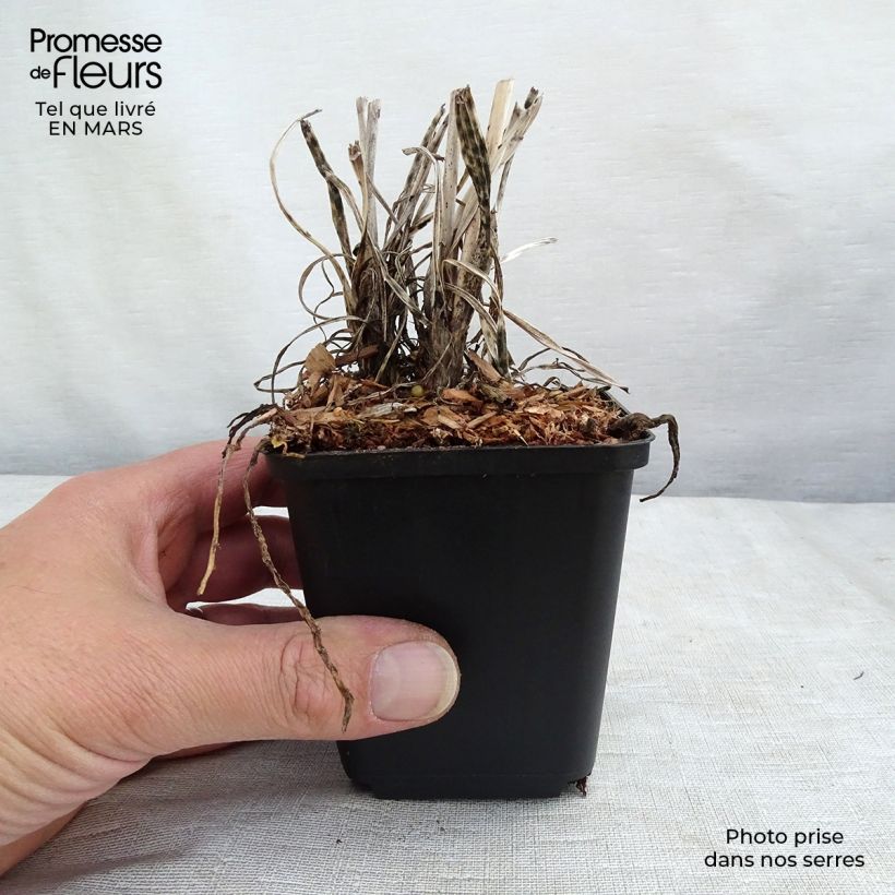 Exemplar von Fackellilie Banana Popsicle - Kniphofia Kleine Töpfe von 8/9 cm wie im Frühjahr geliefert