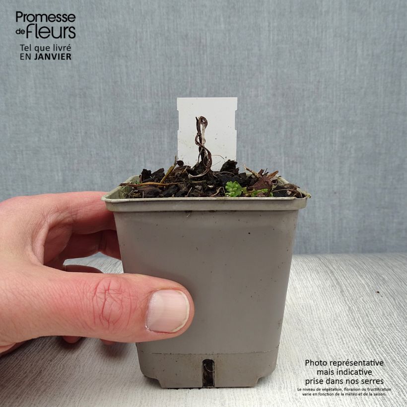 Exemplar von Fackellilie Lemon Popsicle - Kniphofia Kleine Töpfe von 8/9 cm wie im Winter geliefert