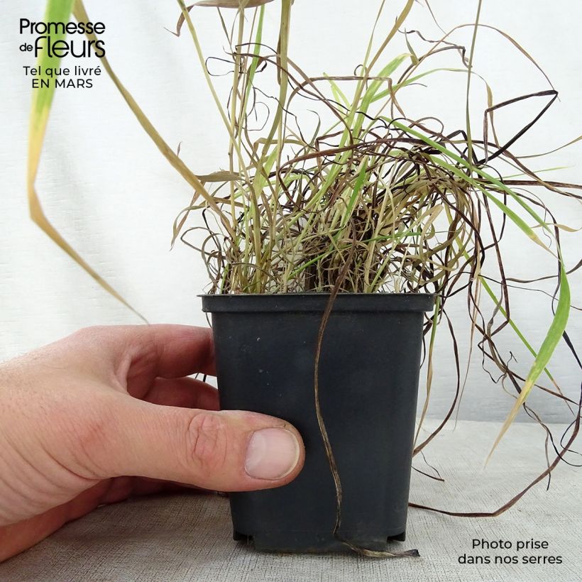 Exemplar von Garten-Fackellilie Nancy's Red - Kniphofia uvaria Kleine Töpfe von 8/9 cm wie im Frühjahr geliefert