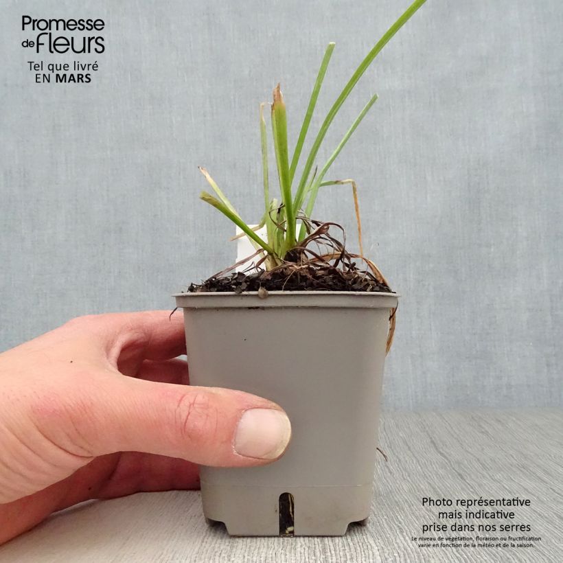 Exemplar von Fackellilie Papaya Popsicle - Kniphofia Kleine Töpfe von 8/9 cm wie im Frühjahr geliefert