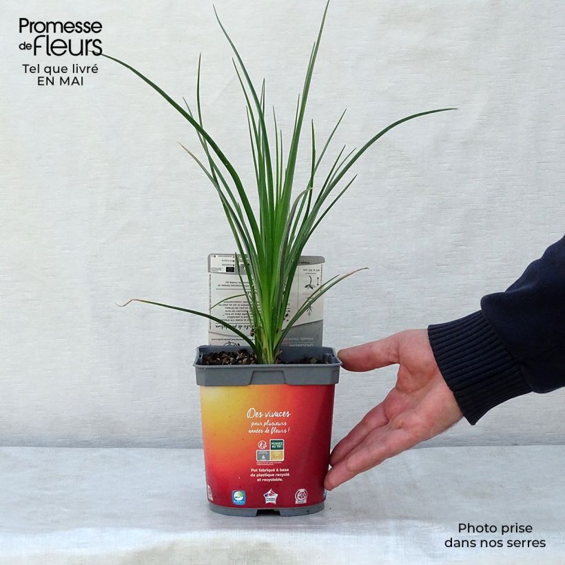 Exemplar von Fackellilie Papaya Popsicle - Kniphofia Topf mit 2L/3L wie im Frühjahr geliefert